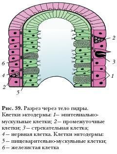 Зеркало на кракен