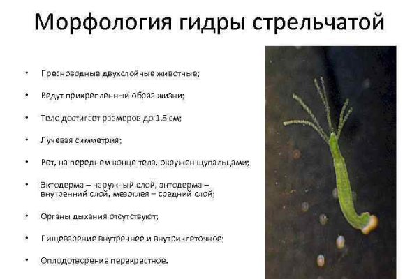 Ссылка кракен даркнет маркет